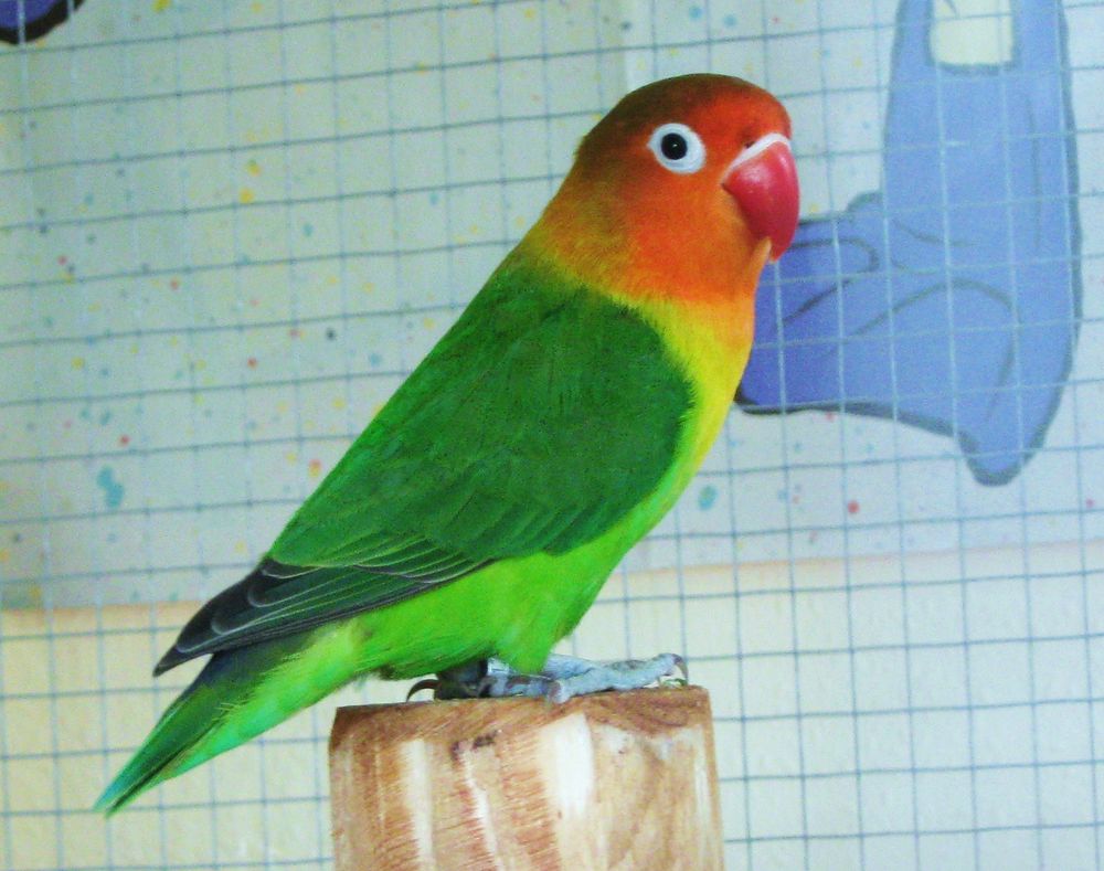 Pfirsichköpfchen Foto & Bild tiere, haustiere, vögel Bilder auf