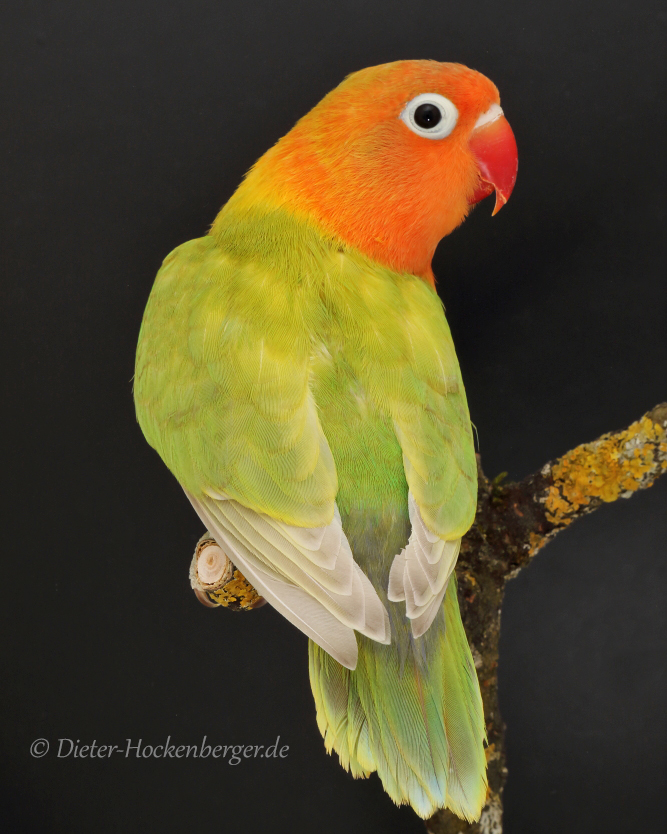 Pfirsichköpfchen (Agapornis fischeri) Foto & Bild | anfängerecke ...