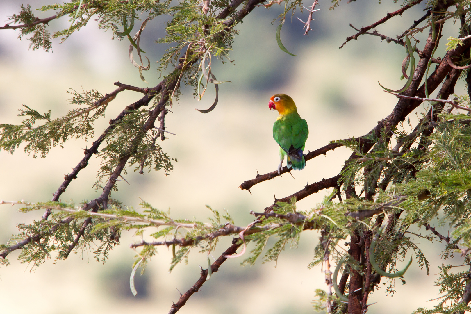 Pfirsichköpfchen (Agapornis fischeri)