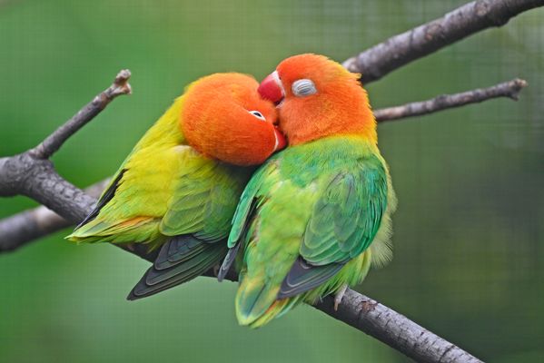 Pfirsichköpfchen (Agapornis fischeri)