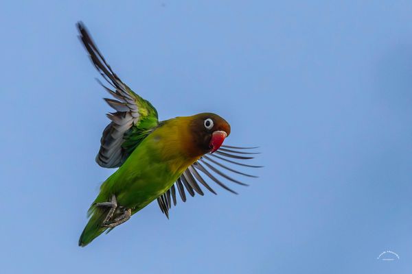 Pfirsichköpfchen / Fischer's lovebird (5237)