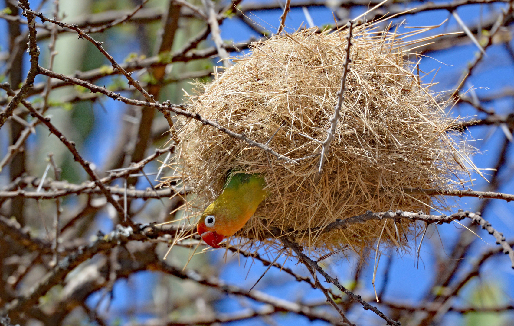 Pfirsichköpfchen  (Serengeti NP)