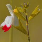 "Pfirsichsalbei"   'hot lips' am Strauch,  vor Vorgartenweg,