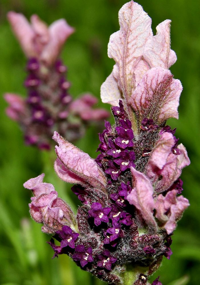 Pfirsichsalbei ~ Salvia jamensis