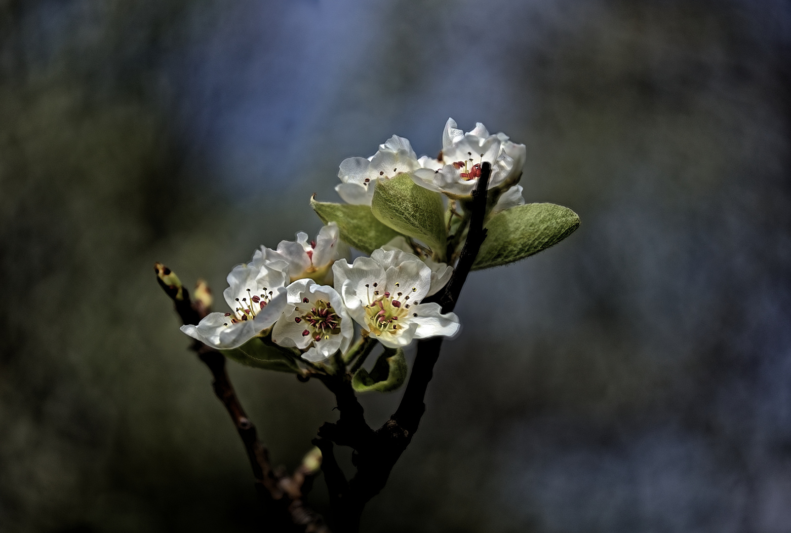 Pfirsisch-Blüte in Nachbars Garten