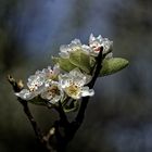 Pfirsisch-Blüte in Nachbars Garten