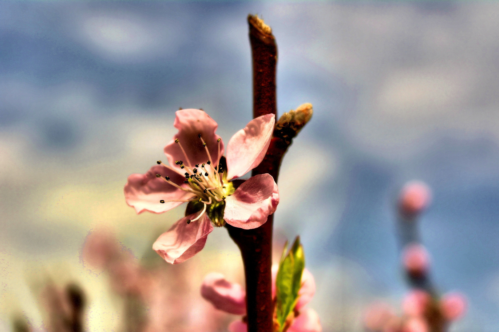 Pfirsischblüte - Endlich Frühling.....