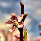 Pfirsischblüte - Endlich Frühling.....