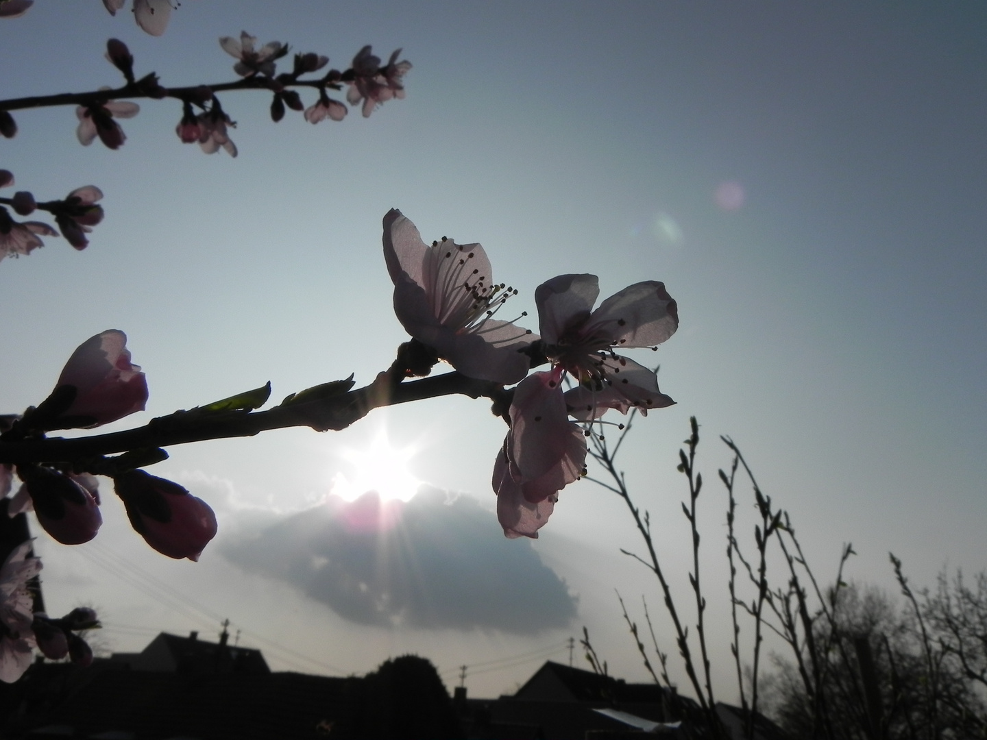 Pfirsischblüte in der Sonne