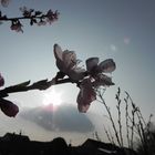 Pfirsischblüte in der Sonne