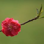 Pfirsischblüte zu Ostern