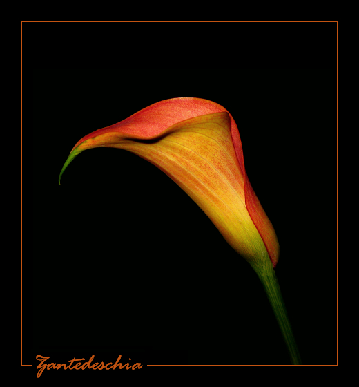 Pfirsischfarbene Calla - Zantedeschia