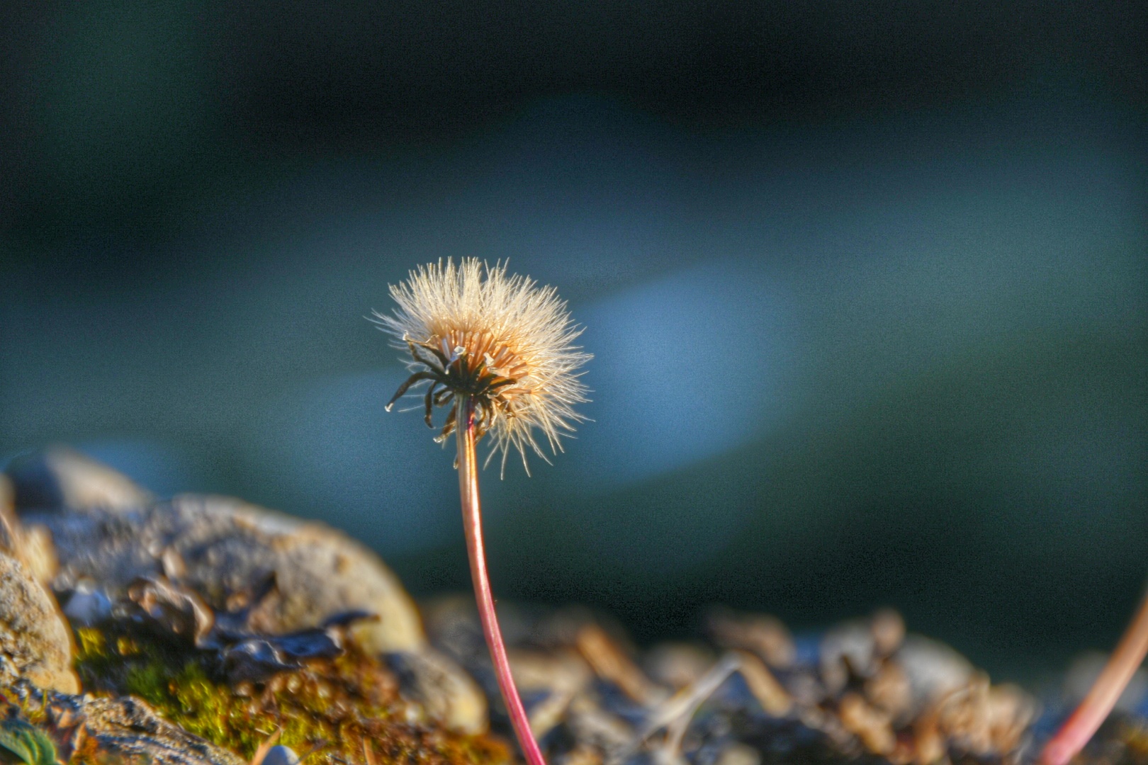 Pflänzchen 