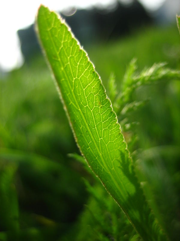 pflänzchen