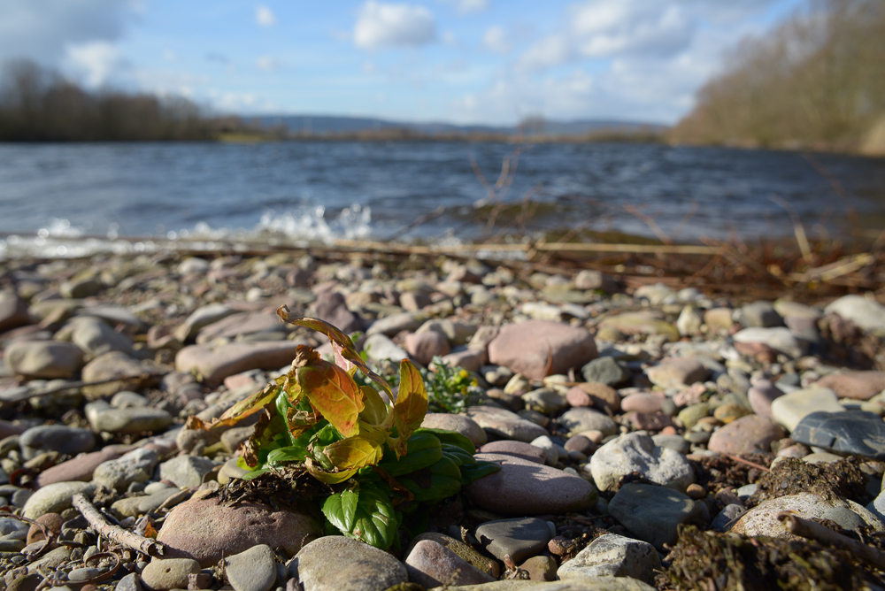 Pflänzchen am See