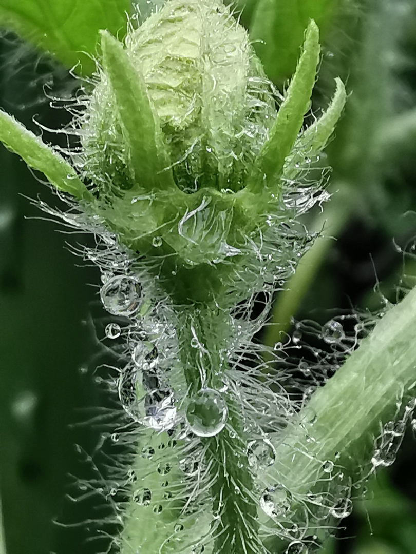 Pflänzchen im Regen