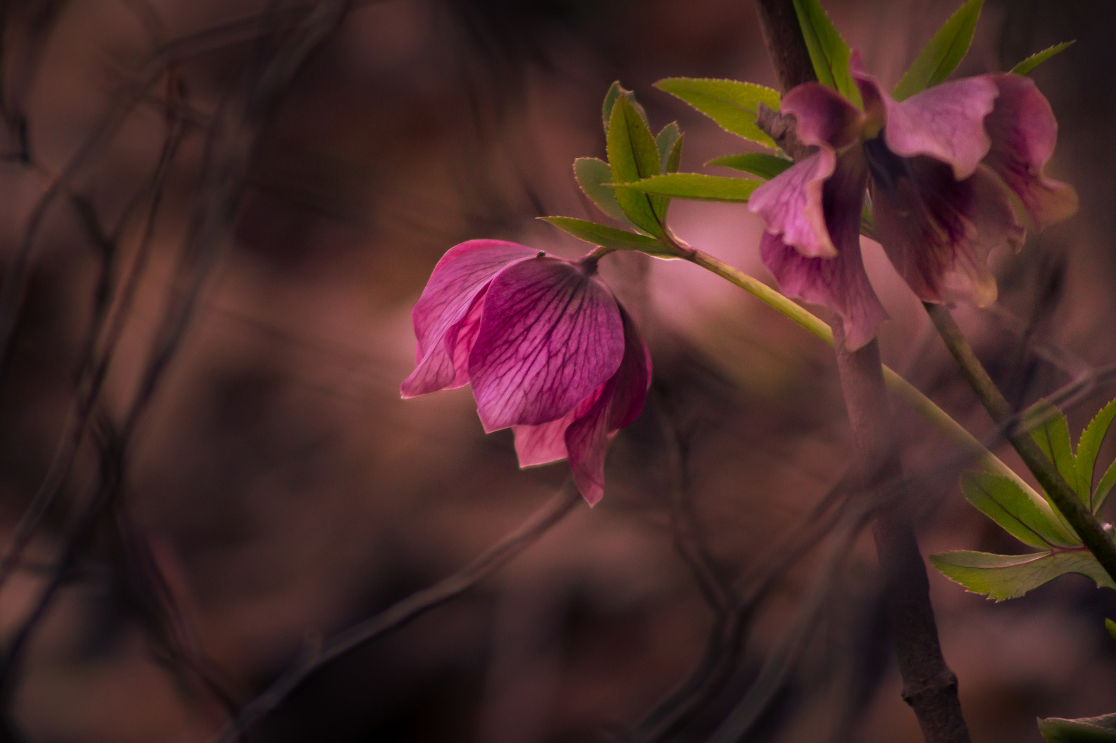 pflänzchen im wald