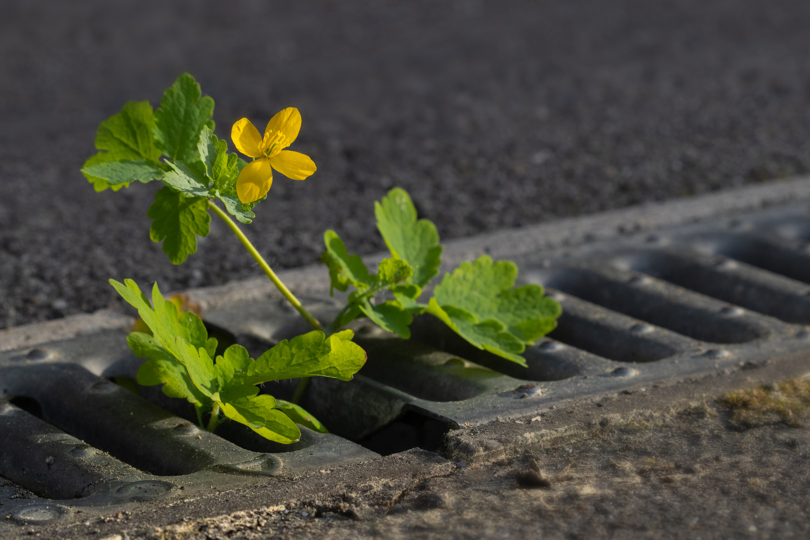 Pflänzchen in der Strassen-Regenrinne