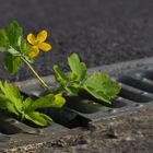 Pflänzchen in der Strassen-Regenrinne