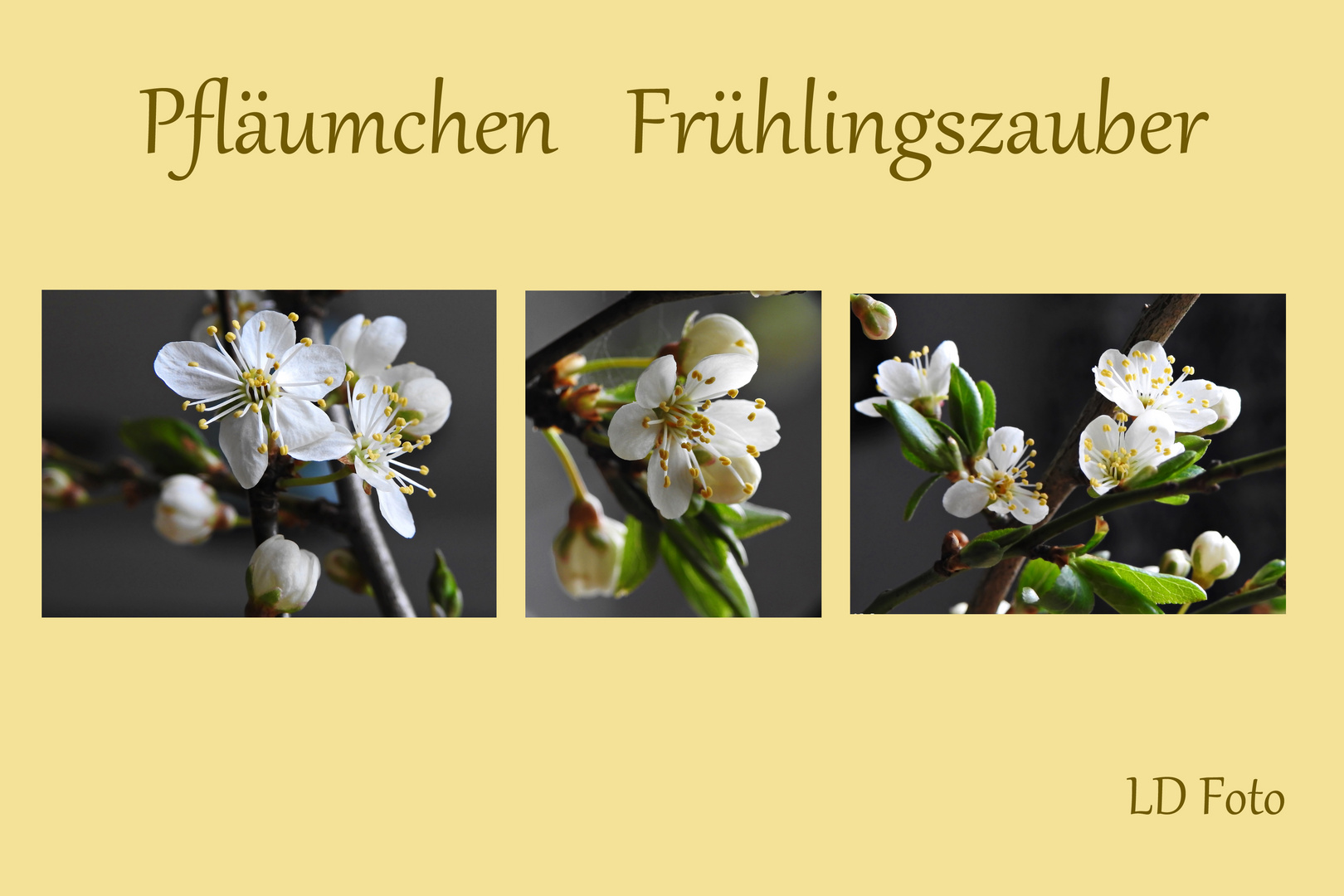 Pfläumchen Frühlingszauber