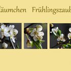 Pfläumchen Frühlingszauber