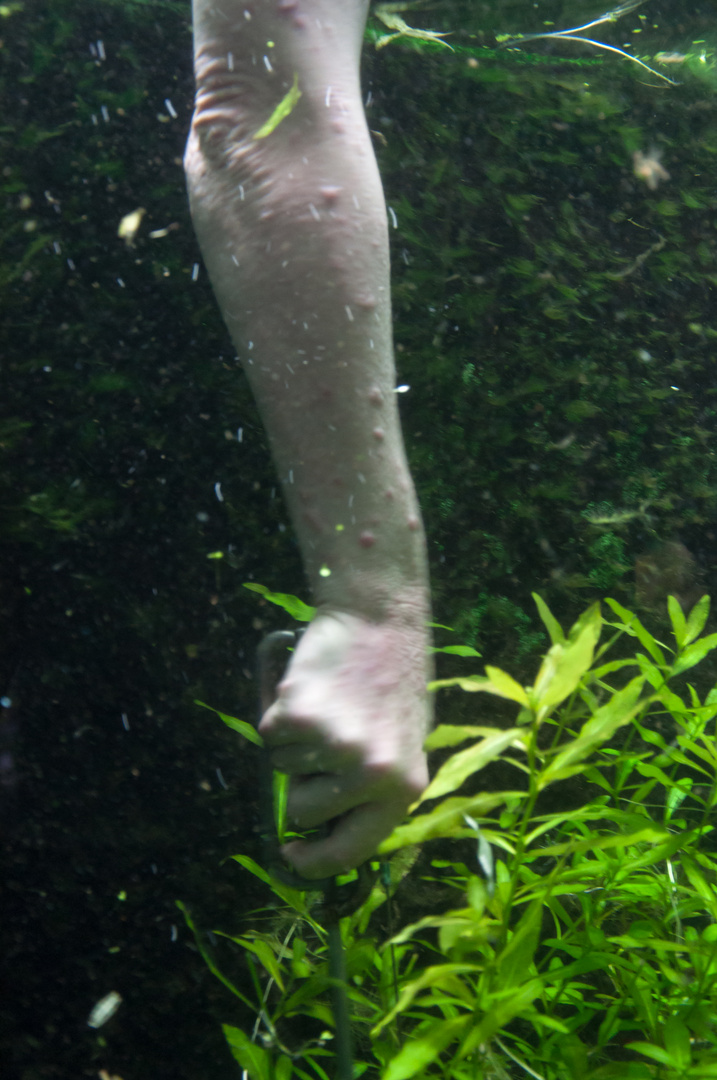 Pflanzarbeiten im Zoo-Aquarium