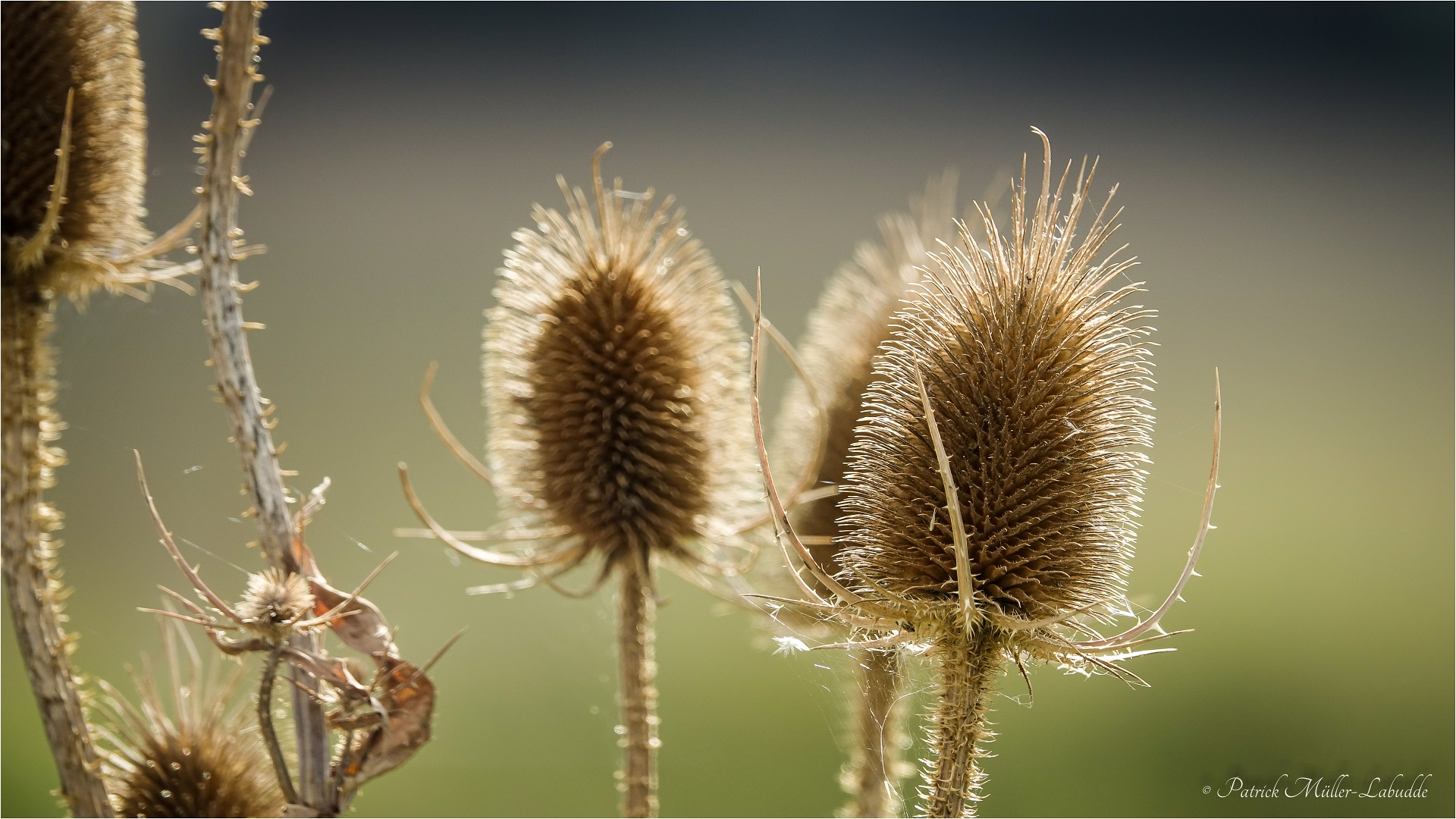 Pflanze Foto & Bild | pflanzen, pilze & flechten, makro, natur Bilder