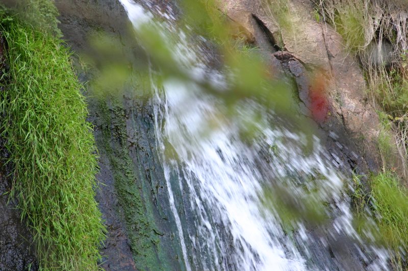 Pflanze am Wasserfall