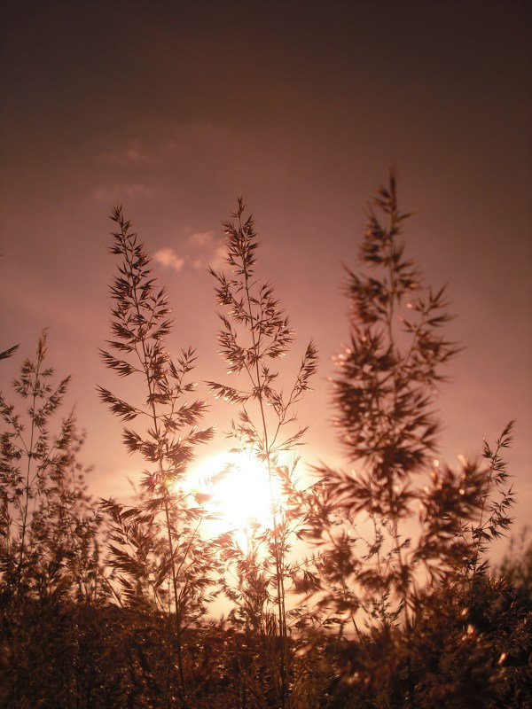 Pflanze an einem sonnigen Tag