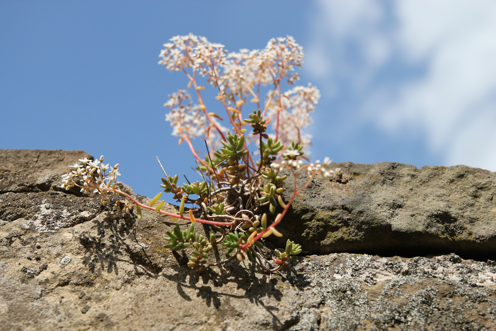 Pflanze auf Burgmauer