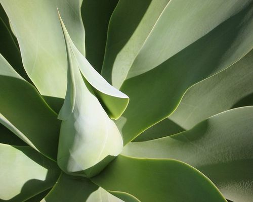 Pflanze auf Gran Canaria