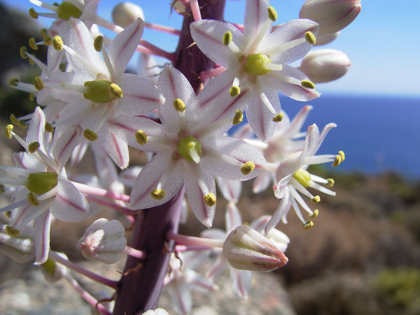 Pflanze auf Kreta Foto & Bild pflanzen, pilze & flechten, blüten