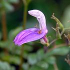 Pflanze aus dem Botanischen Garten Jena