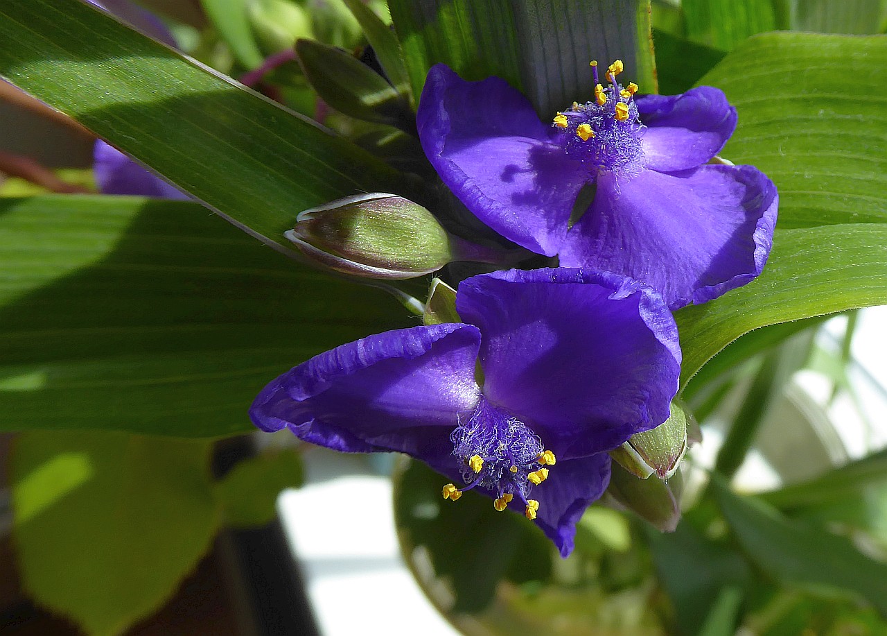 Pflanze aus einem Blumenstrauß