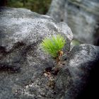 Pflanze bezwingt Fels