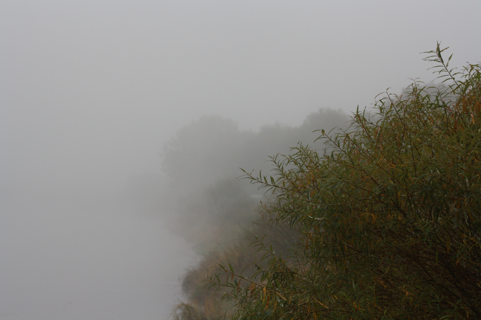 Pflanze die aus dem Nebel sticht