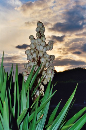 Pflanze im Abendlicht