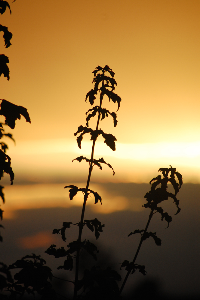 Pflanze im Abendrot