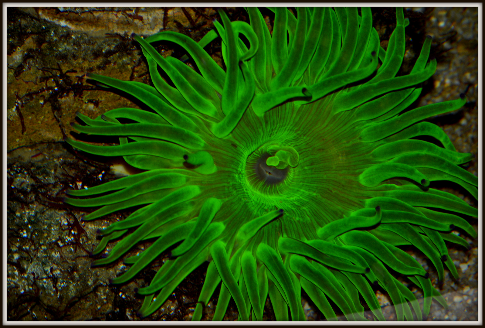 Pflanze im Aquarium in der Wilhelma in Stuttgart