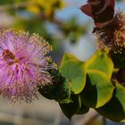 Pflanze im botanischen Garten von Perth 1