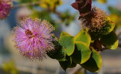 Pflanze im botanischen Garten von Perth 1