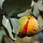 Pflanze im botanischen Garten von Perth 2