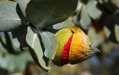 Pflanze im botanischen Garten von Perth 2