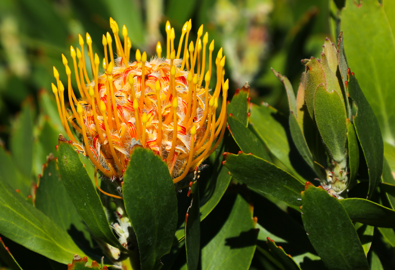 Pflanze im botanischen Garten von Perth 3