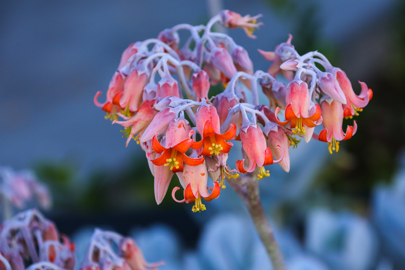 Pflanze im botanischen Garten von Perth 5