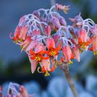 Pflanze im botanischen Garten von Perth 5