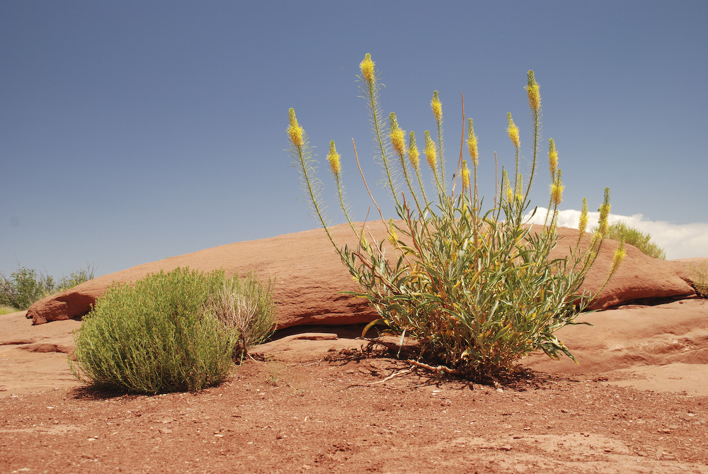 Pflanze im Canyonlands Nationalpark USA