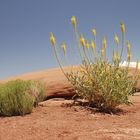 Pflanze im Canyonlands Nationalpark USA