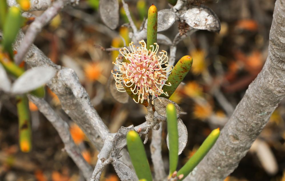 Pflanze im Cape Le Grange NP 2