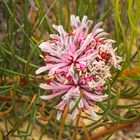 Pflanze im Cape Le Grange NP